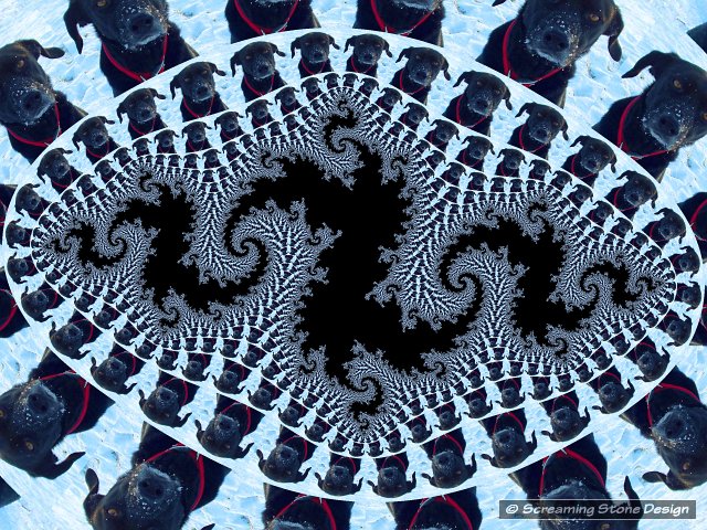 Photograph of Callie in the snow, embedded in a fractal