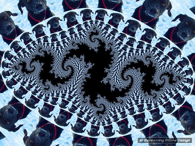 Photograph of Callie in the snow, embedded in a fractal